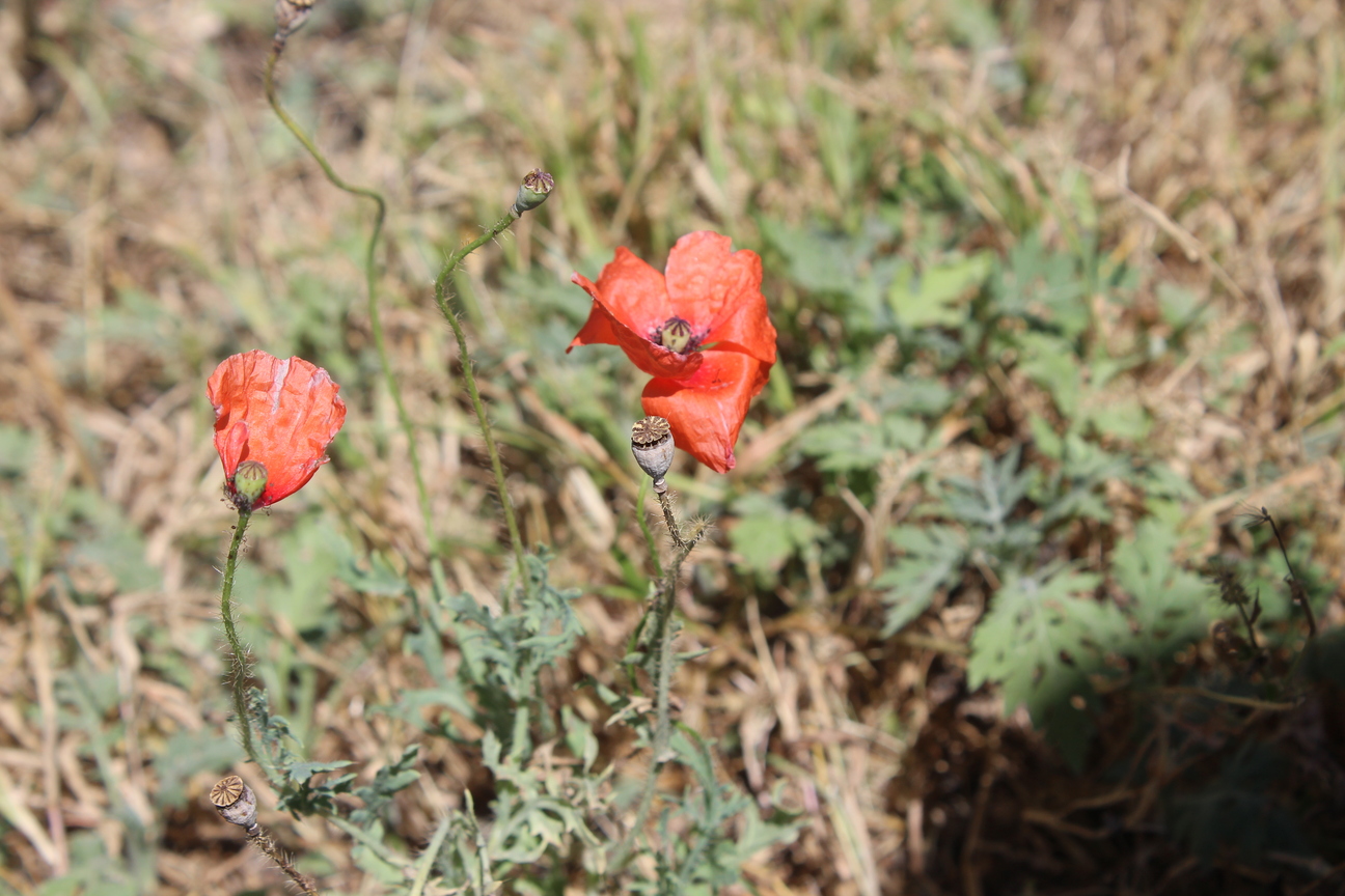 Plant Image